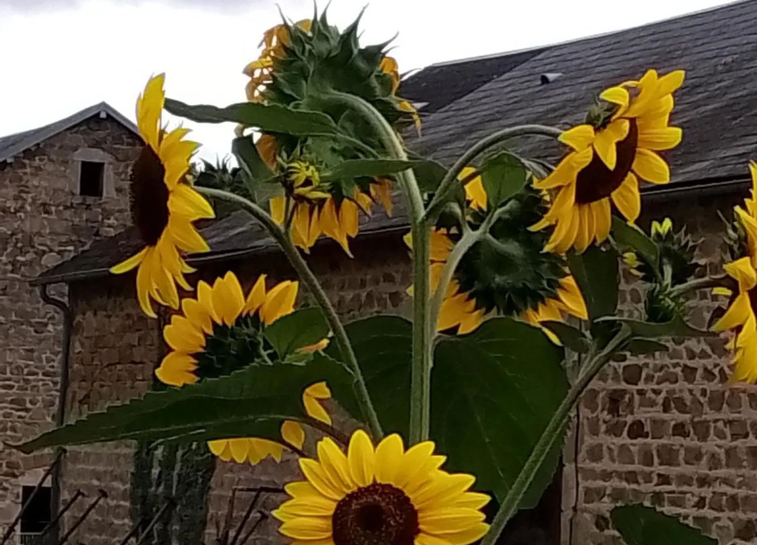 Holiday home Gite Happy Sun Flower Virlet